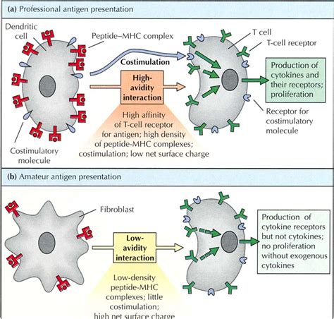 Antigen-Presenting Cells: Professionals and amateurs | Semantic Scholar