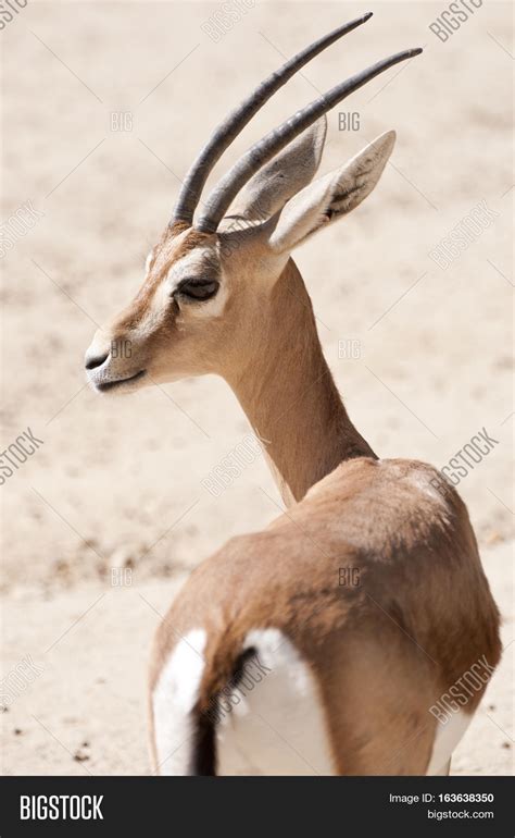 Dorcas Gazelle Gazella Image & Photo (Free Trial) | Bigstock