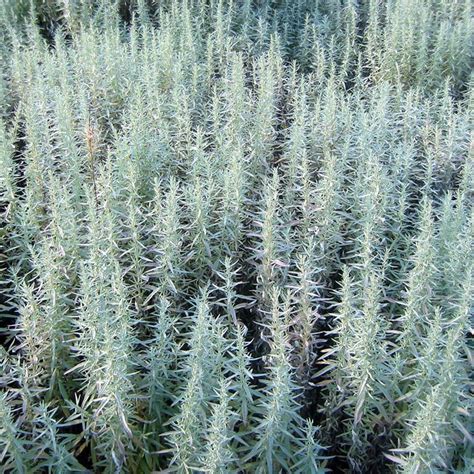 300PRAIRIE SAGE WHITE Sagebrush Seeds Perennial Native - Etsy