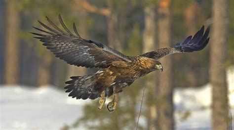 (Italiano) Aquila chrysaetos: Sistematica, Habitat, Ruolo Ecologico ...