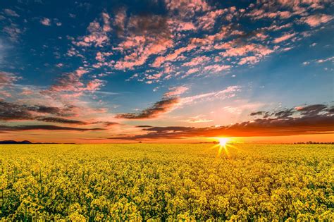 Canola Wallpapers - Top Free Canola Backgrounds - WallpaperAccess