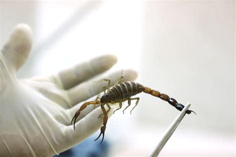 ‘Breeding scorpion for venom extraction endangering species’ - Tehran Times