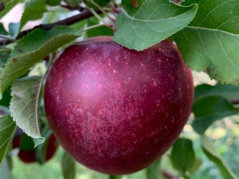 Heirloom Apples — Roots to Fruits Nursery