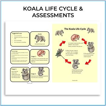 Koala Life Cycle | Project Based Learning Biomimicry Digital Activities