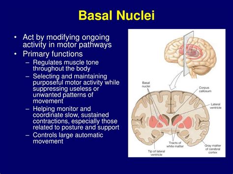 PPT - Neurophysiology PowerPoint Presentation - ID:168209