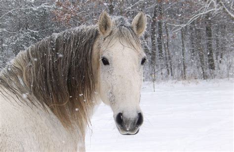 Horses In The Snow Wallpapers - Wallpaper Cave