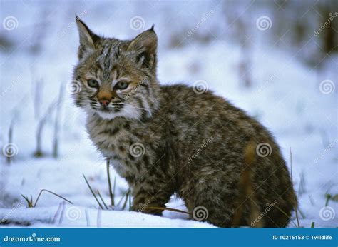 Young Bobcat In Snow Stock Photos - Image: 10216153