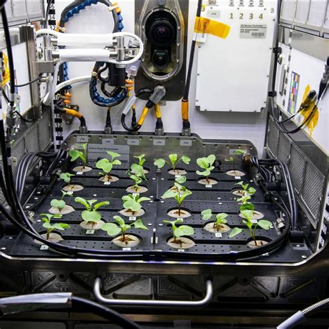 NASA is growing plants in space : r/space