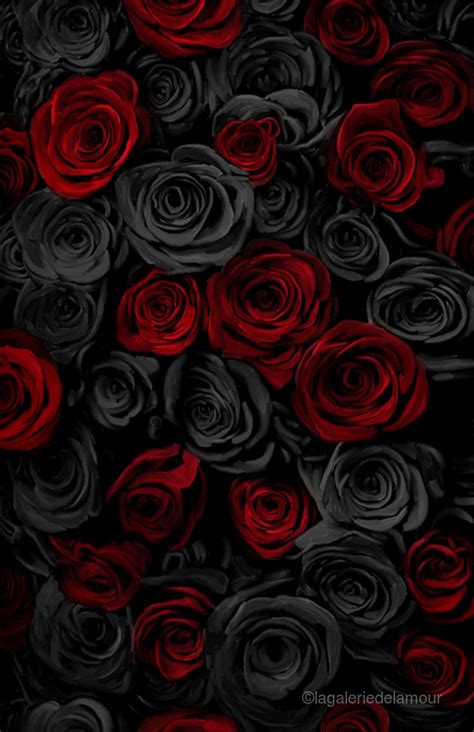 Black And Red Rose Images - Infoupdate.org