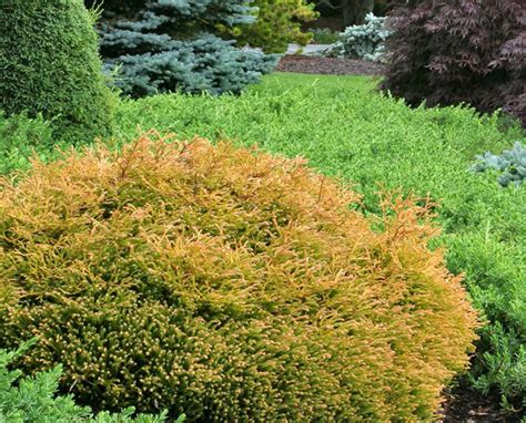 Thuja occidentalis ' Golden Tuffet ' Dwarf Yellow Eastern Arborvitae - Kigi Nursery