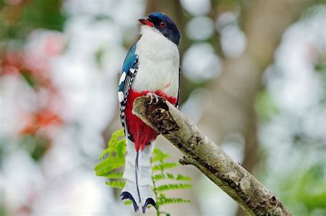 Birds of Cuba – An Internet Field Guide to Rare Cuban Birds