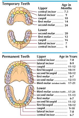 secondary teeth: primary and permanent teeth - Students | Britannica Kids | Homework Help