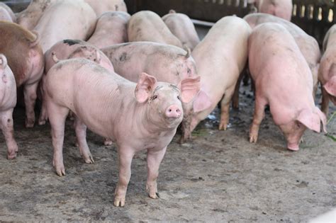 Concepts of Basic Swine Nutrition - Alabama Cooperative Extension System