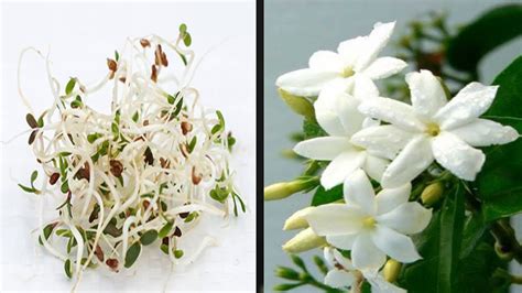 Jasmine Flower Planter In White