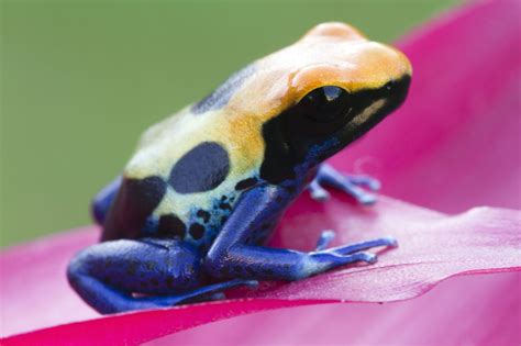 Poison Dart Frog Habitat | Poison dart frogs, Poison dart frog habitat ...