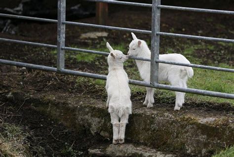 Pin on Mary's little lambs