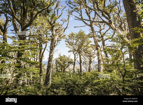 View of forest, Coyhaique National Reserve, Coyhaique Province, Chile ...