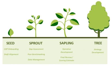 CSRWire - Seeing the Forest for the Trees: The Four Growth Stages of a ...