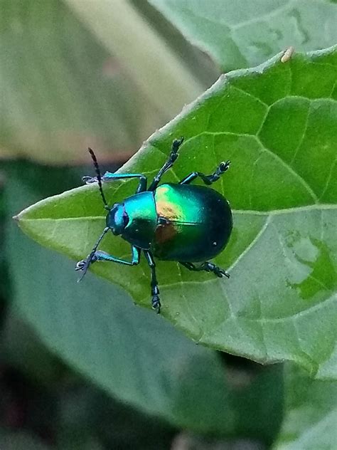 What could be this green metallic beetle I found at the beach in Brazil? : r/whatsthisbug