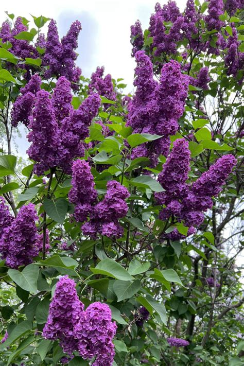 Buy Yankee Doodle French Lilac (Syringa) | FREE SHIPPING | Wilson Bros Gardens | 3 Gallon Pot