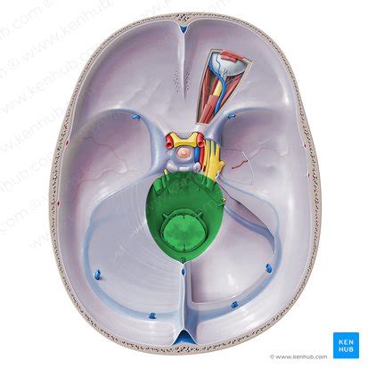 Tentorium cerebelli: Anatomy and function | Kenhub