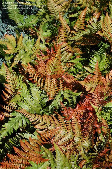 Full size picture of Japanese Shield Fern, Autumn Fern (Dryopteris erythrosora) | Autumn fern ...