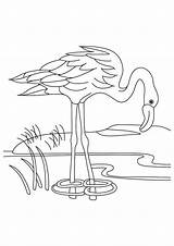 Un Flamenco Bebiendo Agua Para Colorear Imprimir E Dibujar  sketch template