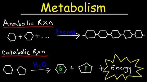 Anabolism Diagram