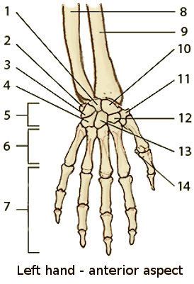 Free Anatomy Quiz - Anatomy of the Hand Bones - Quiz 1 | Hand bone ...