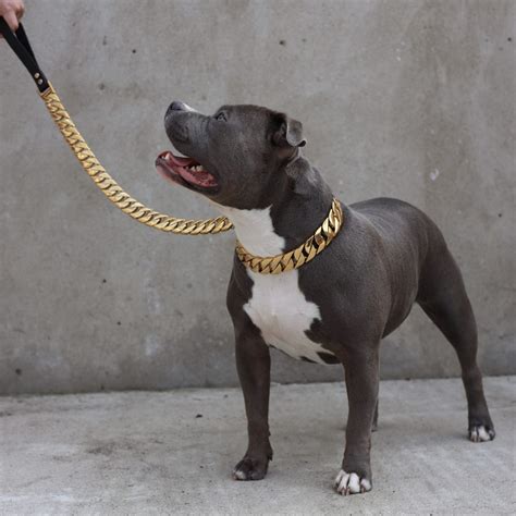 Gold Chain Dog Collar - REGAL DOG - Big Dog Chains UK