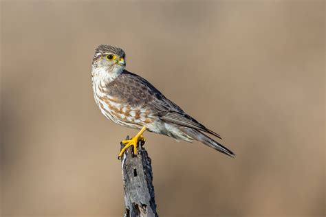 Merlin Bird Facts | Falco Columbarius