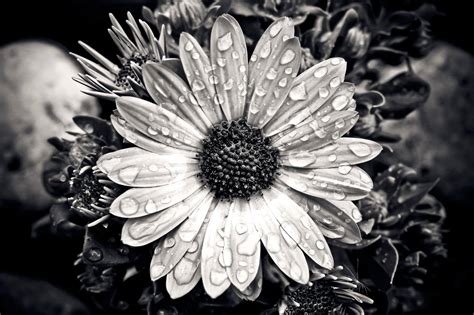 Photography Pictures Of Flowers Black And White - pic-melon