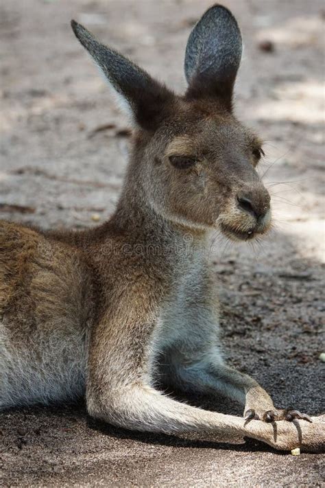 Western Grey Kangaroo, Macropus Fuliginosus Stock Photo - Image of fauna, habitat: 112780778