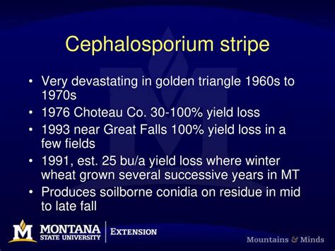 Cephalosporium stripe symptoms - ppt download