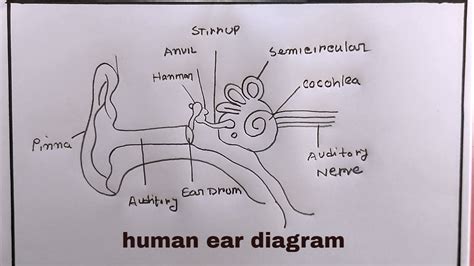 how to draw human ears diagram/human ears diagram drawing - YouTube