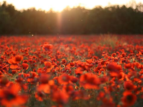 Poppy Field Sunset wallpaper | 1280x960 | #31434