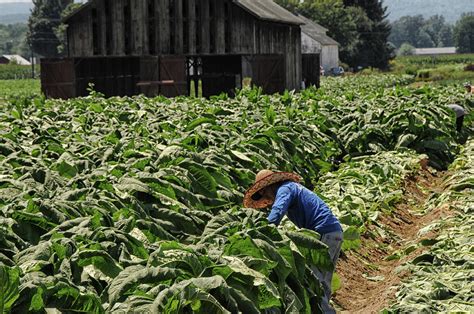 Harvesting Tobacco Crop Photograph by Mike Martin - Pixels