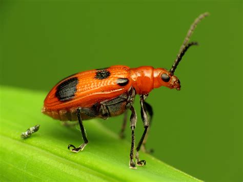 macro, HS, taxonomy, nature, green Color, DCR, close-up, ladybug, Poop ...