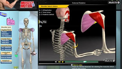 Muscle and Motion - Kinesiology - YouTube