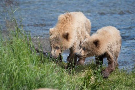 Two Alaskan Brown Bear Cubs Stock Photo - Image of shoreline, cute ...