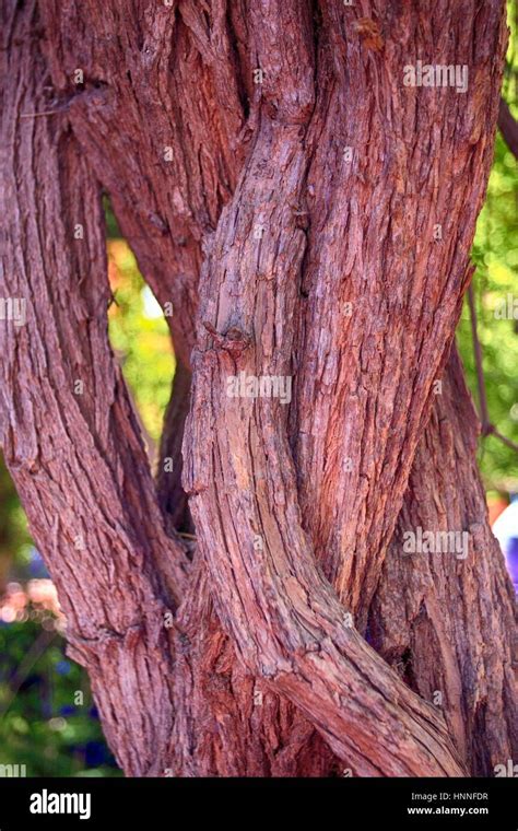 Bark texture background Stock Photo - Alamy