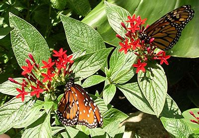 Gardening for Butterflies - Gardening Solutions - University of Florida, Institute of Food and ...