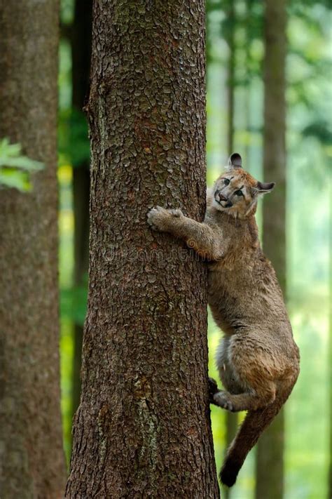 Cougar, Puma Concolor, Climbing on the Tree, in the Forest Nature Habitat, Portrait Danger ...