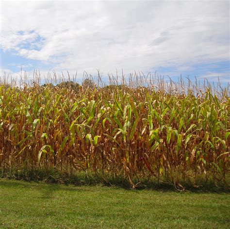 Free photo: Corn Field - Corn, Crops, Dry - Free Download - Jooinn