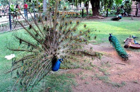 Lahore-Zoo - birds - Locally Lahore