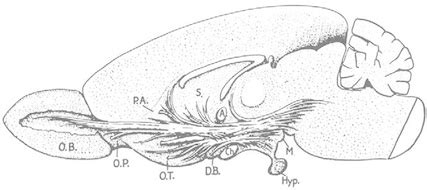 3.1 A drawing of the Medial Forebrain Bundle (MFB), illustrating the ...