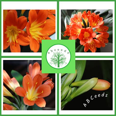 Clivia miniata cv belgium hybrid - Orange/broader leaf (FW) - ABCeeds