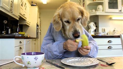 Golden retriever dog eating and reading with hands, funny :) | Dogs golden retriever, Golden ...