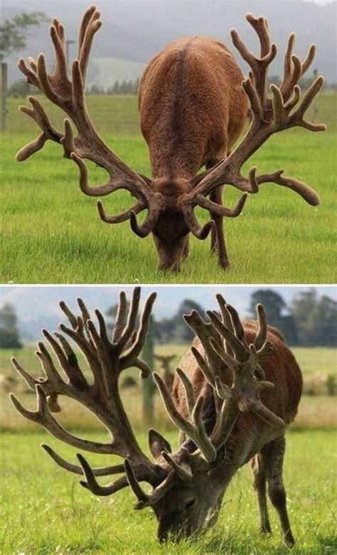 A world record for a Red Stags antlers in New Zealand | Natur tiere, Tiere und haustiere ...