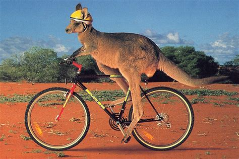 Funny kangaroo images |Funny Animal